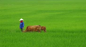 New round of agricultural censuses in Asia is key to achieving SDGs